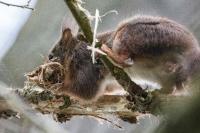 Sciurus vulgaris