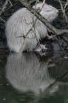 Myocastor coypus