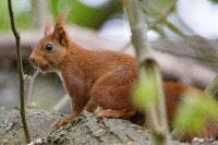 Sciurus vulgaris