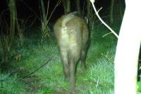 Sus scrofa