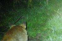 Vulpes vulpes