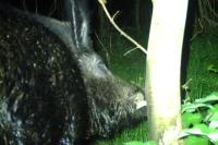 Sus scrofa