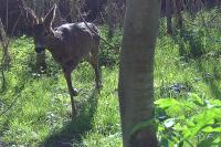 Capreolus capreolus