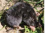 Talpa europaea