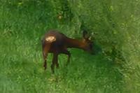Capreolus capreolus