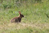 Oryctolagus cuniculus