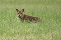 Vulpes vulpes
