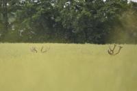 Cervus elaphus