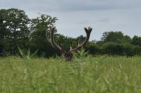 Cervus elaphus