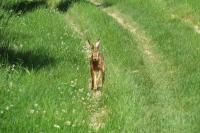 Lepus europaeus