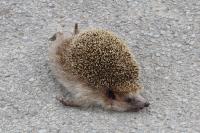 Erinaceus europaeus