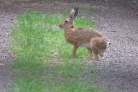 Lepus europaeus