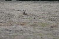 Lepus europaeus