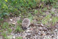 Erinaceus europaeus
