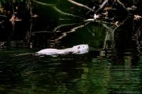 Myocastor coypus