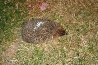 Erinaceus europaeus