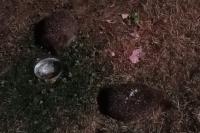 Erinaceus europaeus