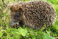 Erinaceus europaeus