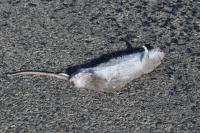Rattus norvegicus