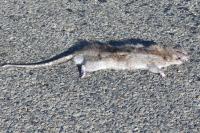 Rattus norvegicus