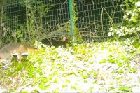 Vulpes vulpes