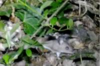 Apodemus sylvaticus