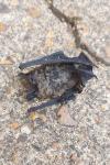 Pipistrellus pipistrellus