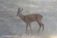 Capreolus capreolus