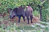 Sus scrofa