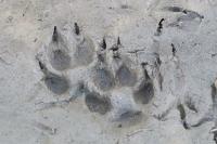Vulpes vulpes
