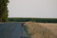 Vulpes vulpes