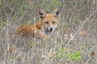 Vulpes vulpes