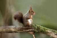 Sciurus vulgaris