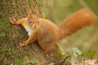 Sciurus vulgaris