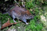 Clethrionomys glareolus