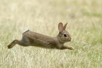 Oryctolagus cuniculus