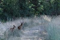 Capreolus capreolus