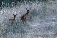 Capreolus capreolus