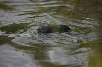 Ondatra zibethicus