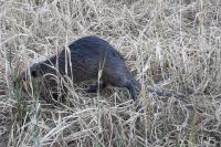 Myocastor coypus