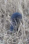 Myocastor coypus