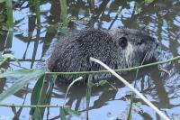 Myocastor coypus
