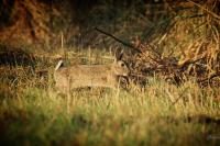 Oryctolagus cuniculus
