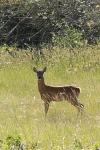 Capreolus capreolus
