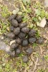 Oryctolagus cuniculus