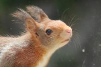 Sciurus vulgaris