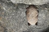 Myotis mystacinus