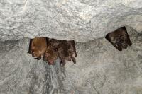 Myotis bechsteinii