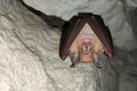 Rhinolophus ferrumequinum