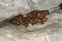 Myotis emarginatus